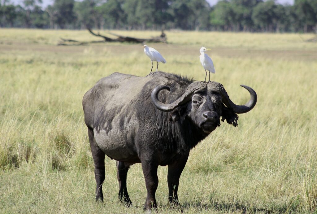 buffalo, africa, kenya, safari, sheet, buffalo, buffalo, buffalo, buffalo, buffalo