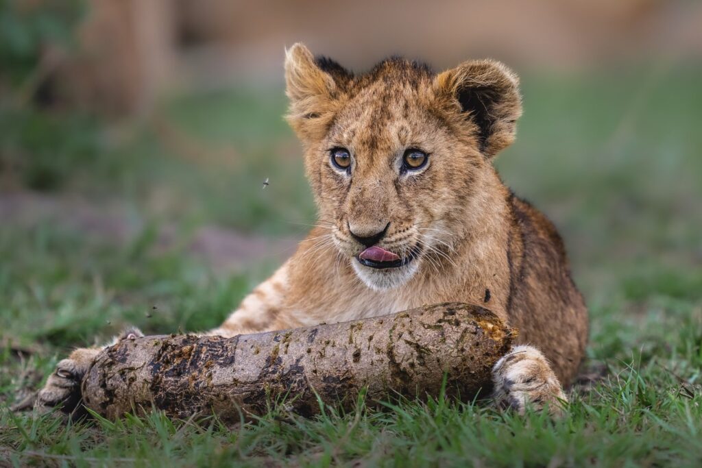 7 Days Big Five Safari Experience, ultimate African adventure