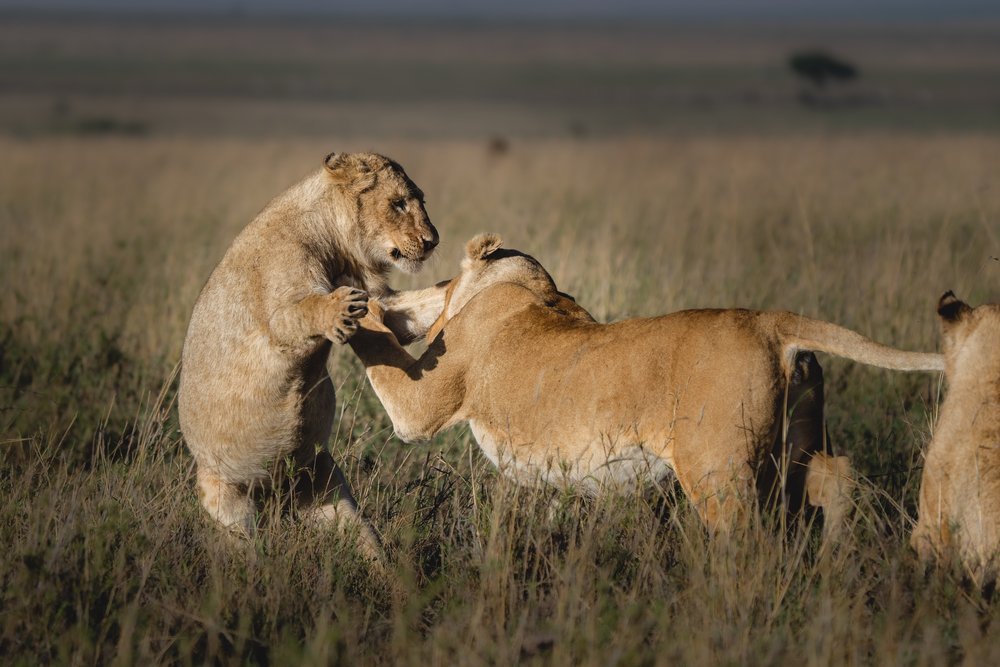 4 days Northern Tanzania safari, Tanzania safari itinerary, Serengeti safari, Ngorongoro Crater safari, Tarangire safari tour, Tanzania wildlife safari